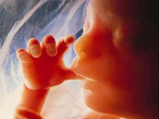fetus.jpg