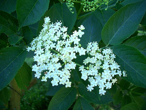 common-elder-5.jpg