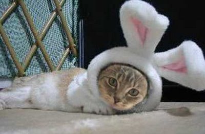 cat-rabbit-1.jpg
