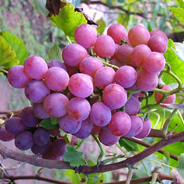 grapes.jpg