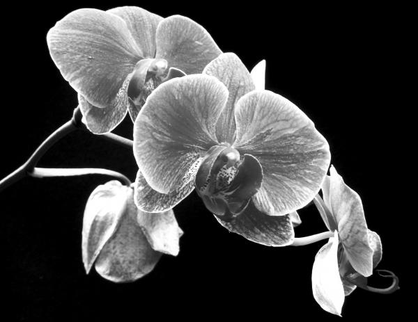 black-and-white-orchid-larry-federman.jpg