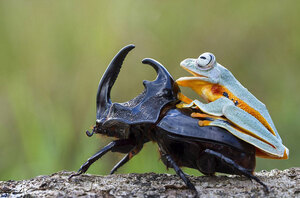 frog-riding-beetle-hendy-mp-10.jpg