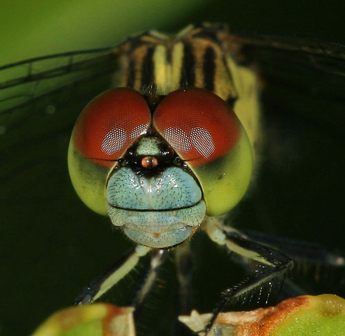 macro-dragonfly-thumb-500x487.jpg