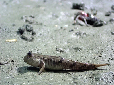 mudskipper.jpg