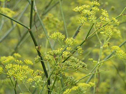 foeniculum_vulgare.jpg