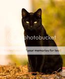 thblack-cat.jpg