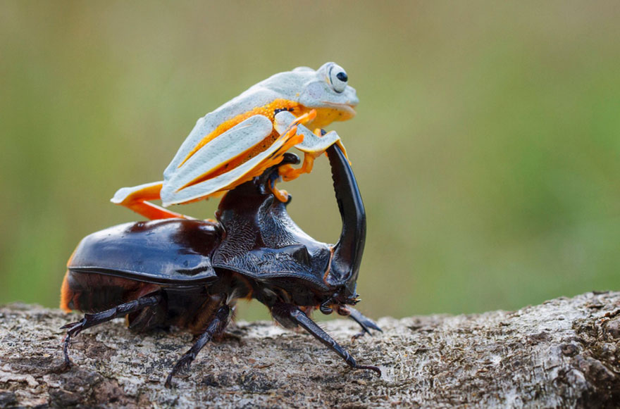 frog-riding-beetle-hendy-mp-7.jpg