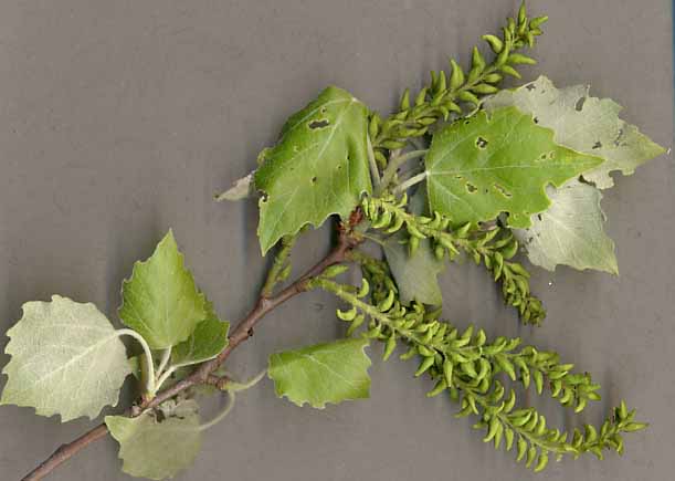 Grey%20Poplar%20female%20tree.JPG