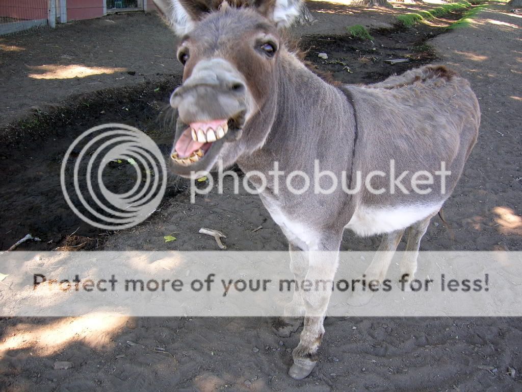 donkey20oatie20image.jpg