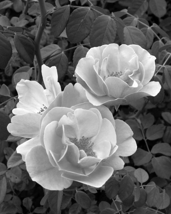 black-and-white-roses-1-amy-fose.jpg