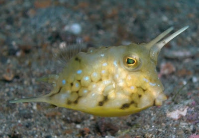 longhorn-cowfish.jpg