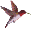 hummingbird-flying.gif