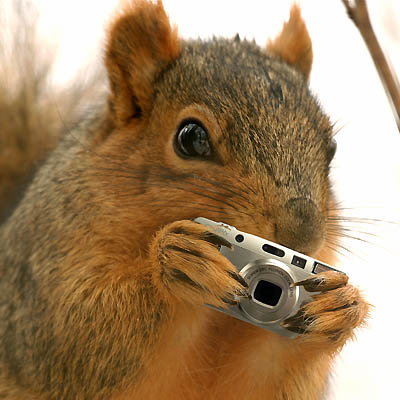 994squirrel-shoots-back.jpg