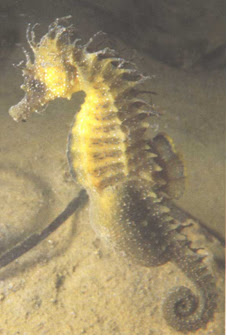 northen-seahorse.jpg