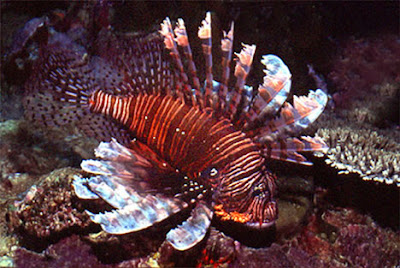 lionfish.jpg