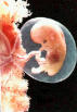fetaldevelopment9.jpg