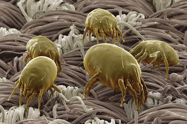 dust-mite.jpg