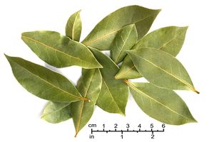 300px-BayLeaves.jpg