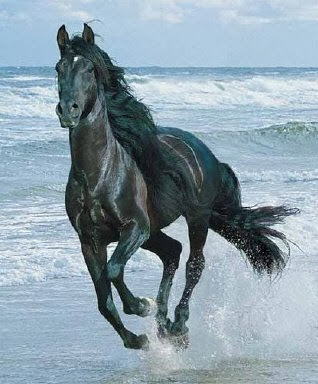 horse-black.jpg