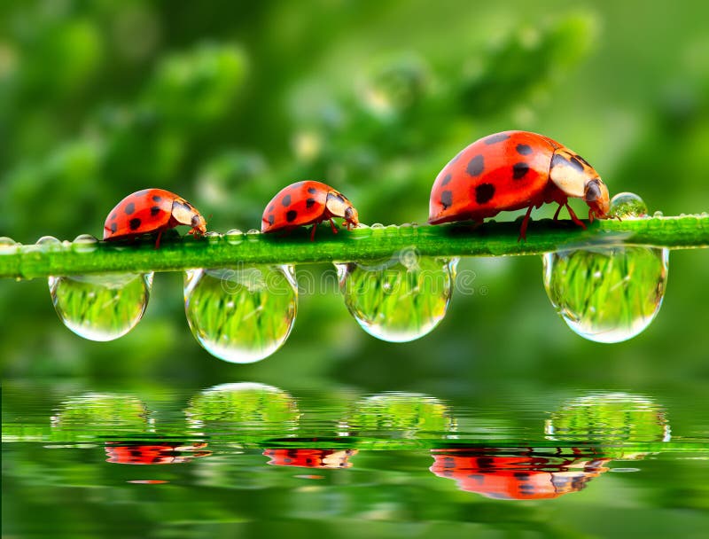 three-ladybugs-17870596.jpg