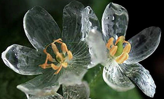 Diphylleia-grayi-il-fiore-di-cristallo.jpg