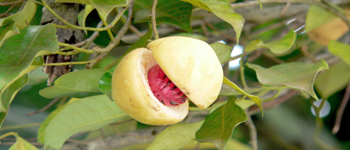 nutmeg.jpg