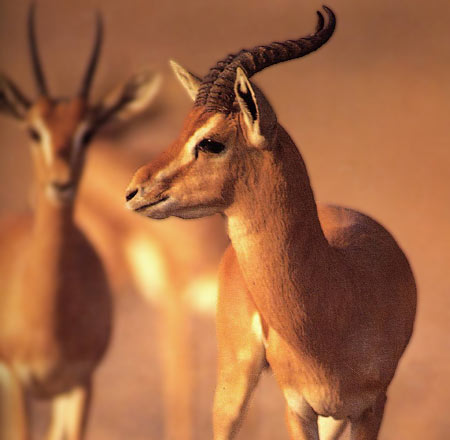 gazelle1.jpg