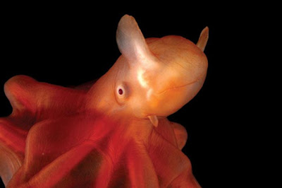 dumbo-octopus.jpg