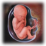 FetalDevelopment23-26.jpg