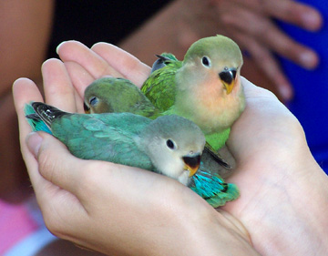 5-21-06%20birds%203-lovebirds.JPG
