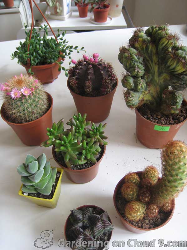 tabletop-cactus-garden-101.jpg