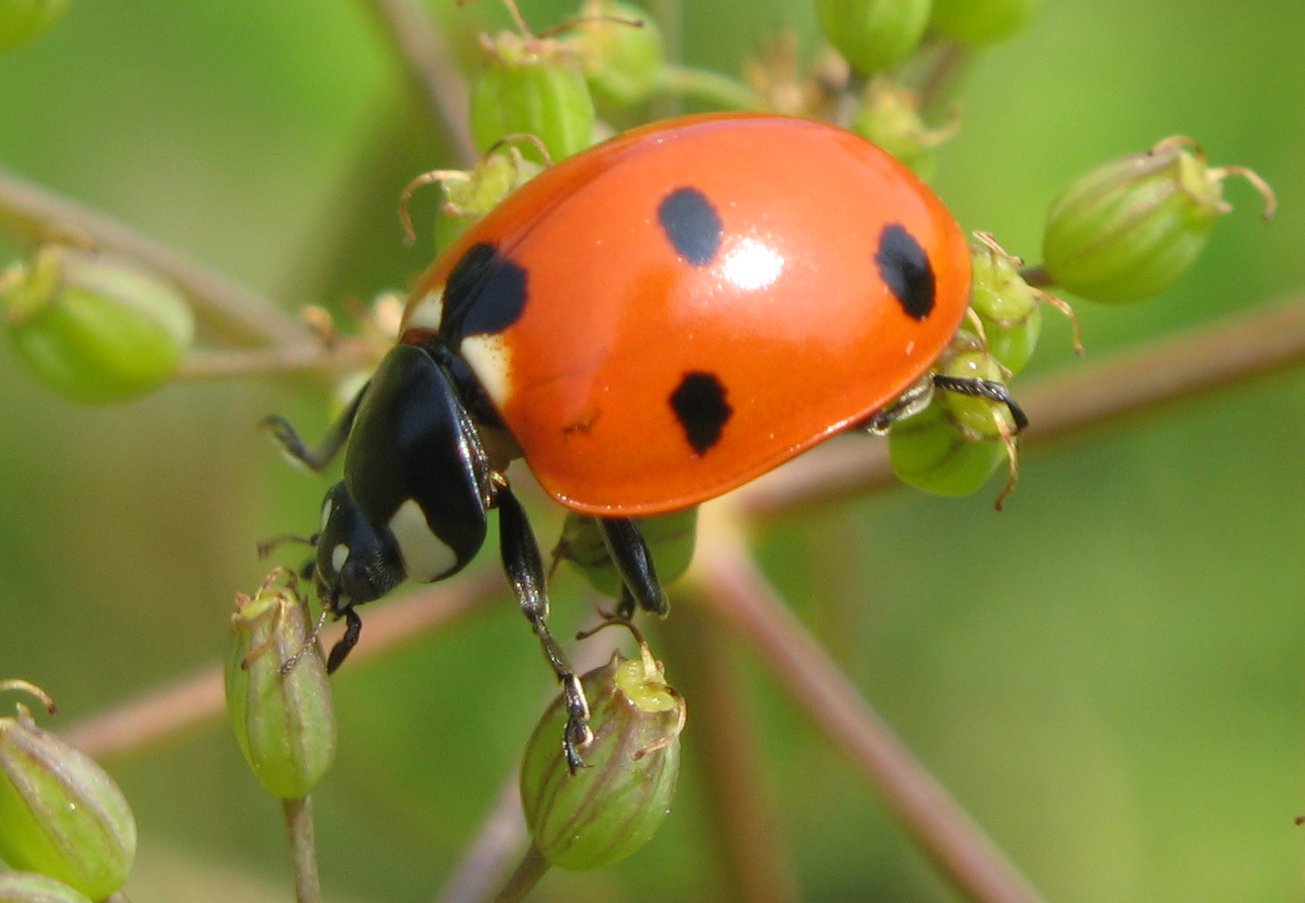 Lady-beetle-close-up.jpg