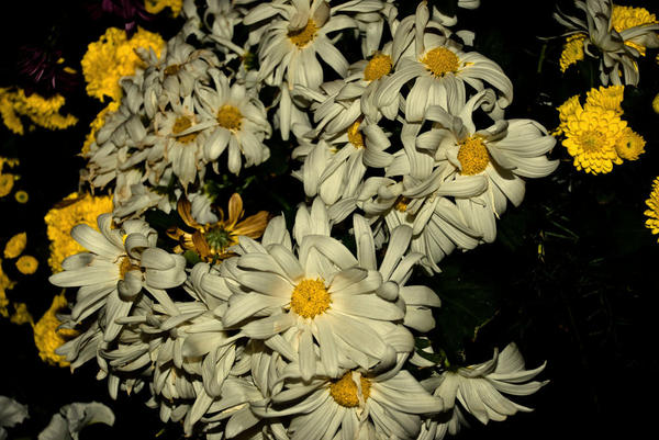 white_daisy_by_dndnma.jpg