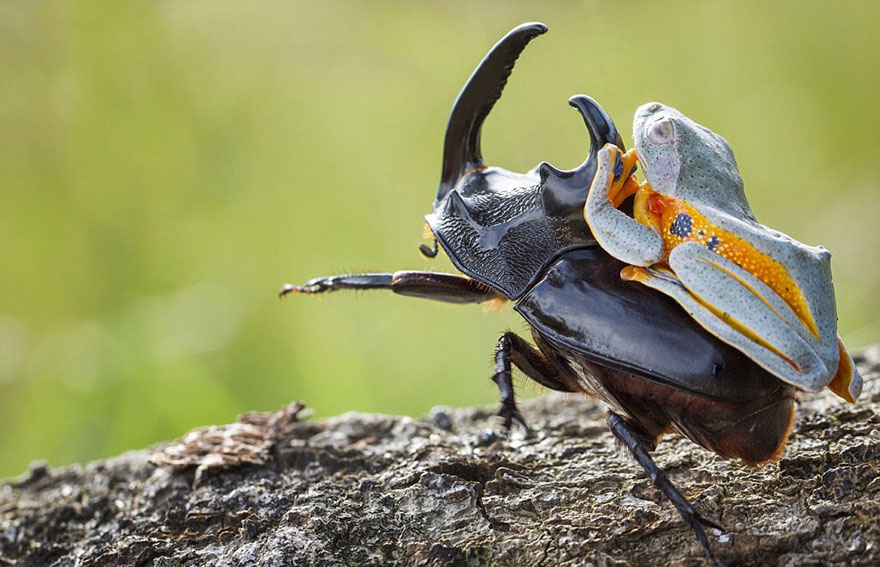 frog-beetle1.jpg