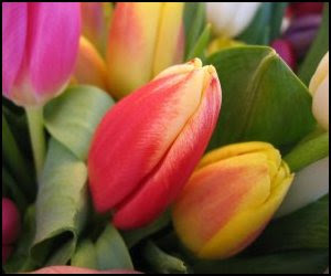 tulip-red-yellow.jpg