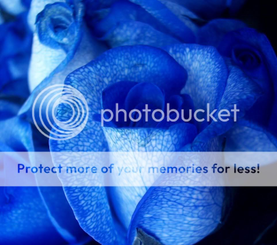 Blue_rose-artificially_coloured.jpg