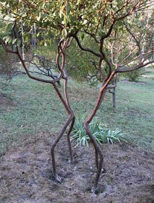 weird_trees_03.jpg