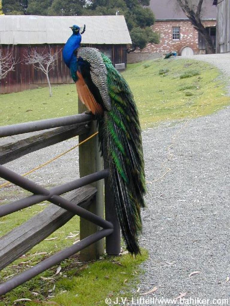 005peacock.jpg
