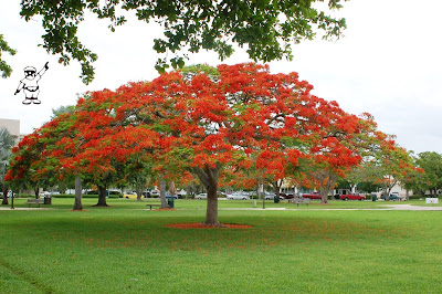 poinciana.jpg