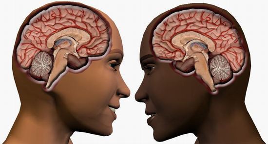 male-vs-female-brain2.jpg