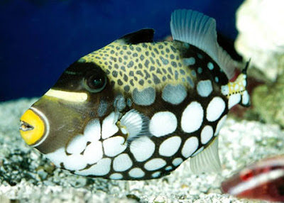 clown-triggerfish.jpg