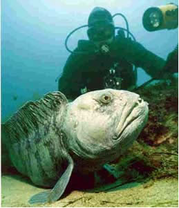 atlantic-wolffish.jpg