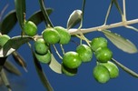 olive_tree_web.JPG